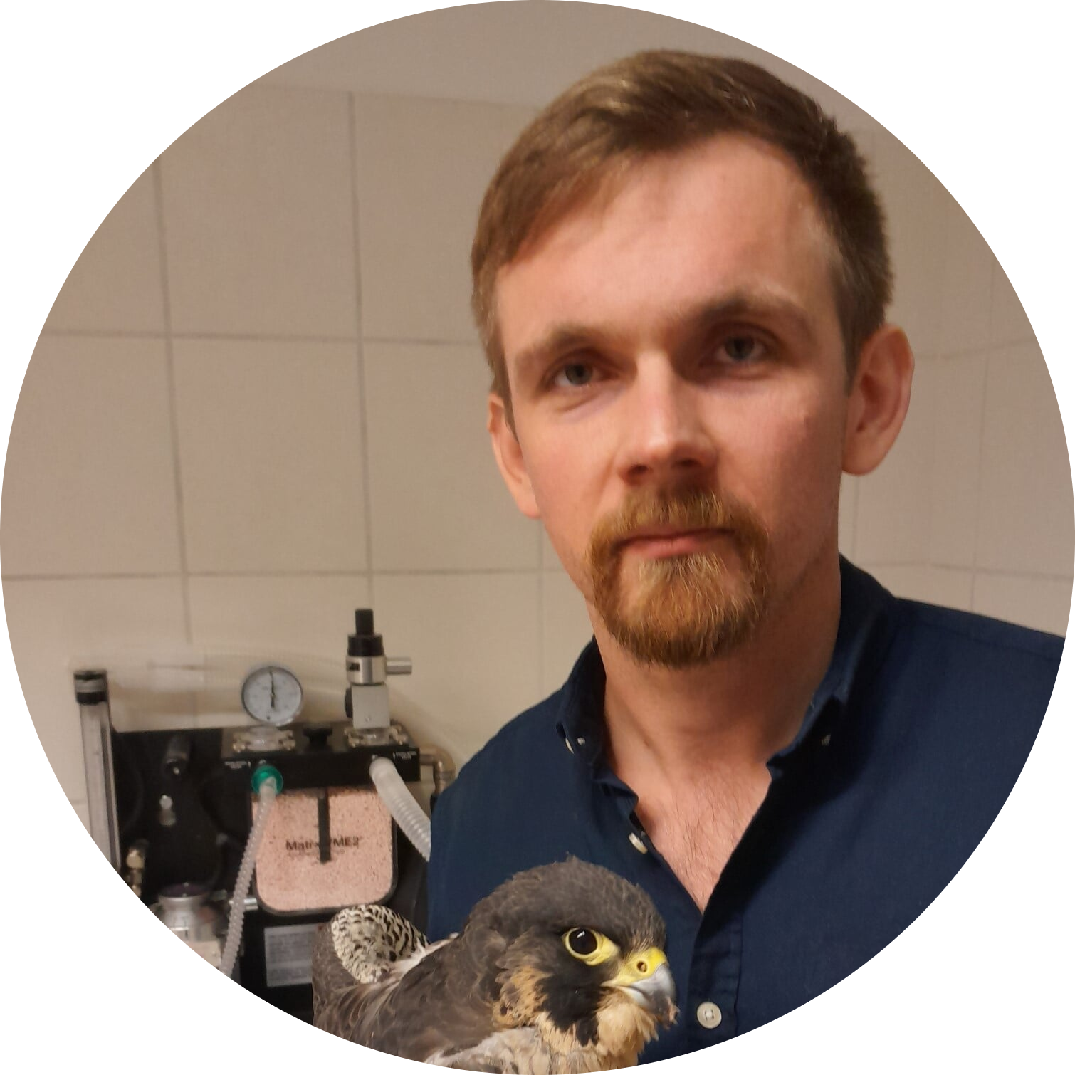 bird _healer-modified