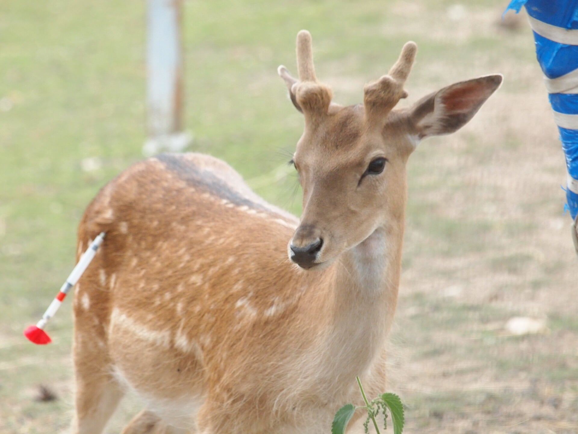 deer deer